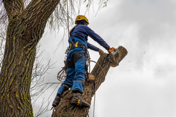 Tree Removal for Businesses in Sparta, MI